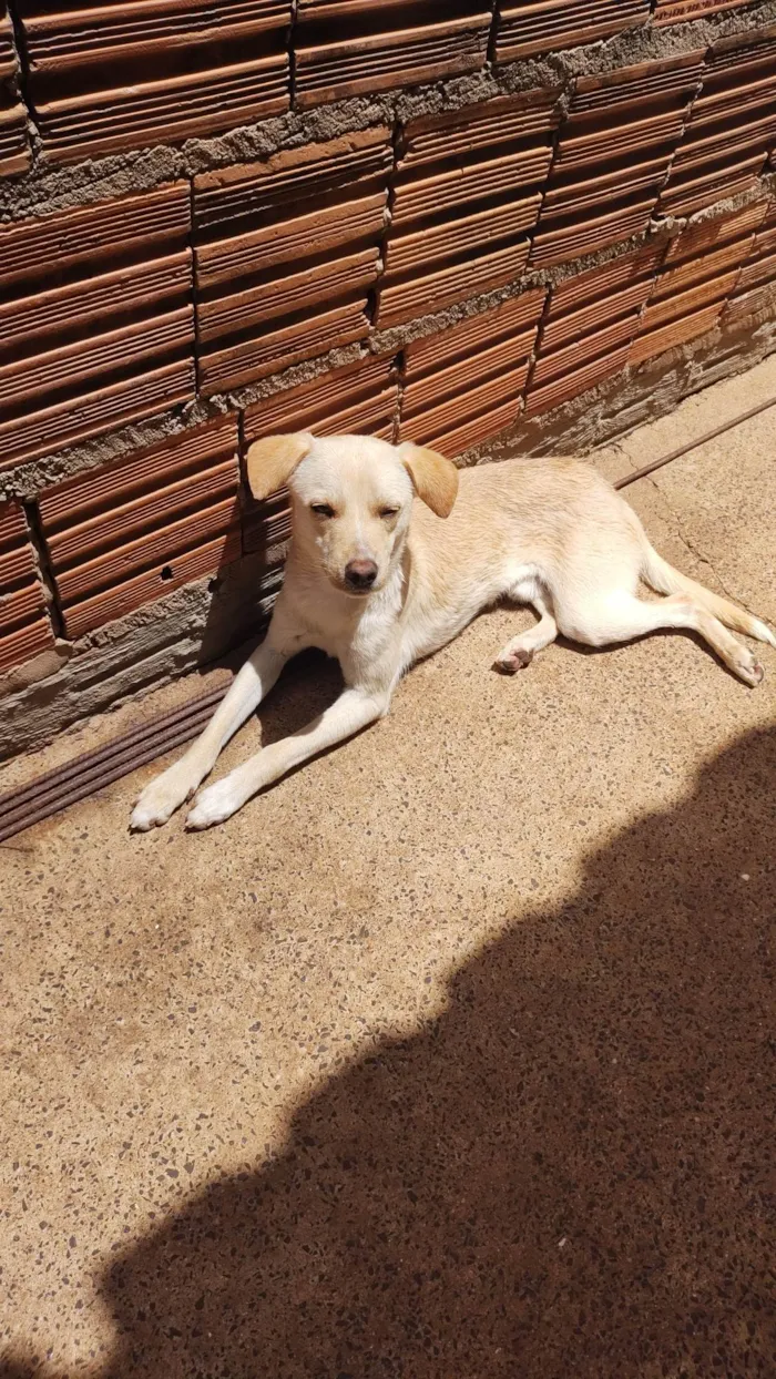 Cachorro ra a SRD-ViraLata idade 1 ano nome Zeus