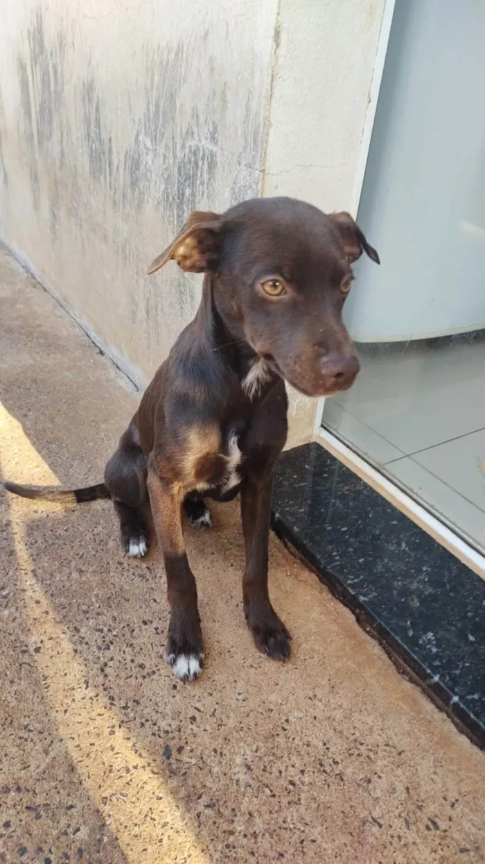 Cachorro ra a SRD-ViraLata idade 1 ano nome Didi