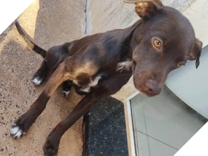 Cachorro ra a SRD-ViraLata idade 1 ano nome Didi