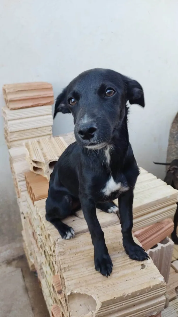 Cachorro ra a SRD-ViraLata idade 1 ano nome Lua