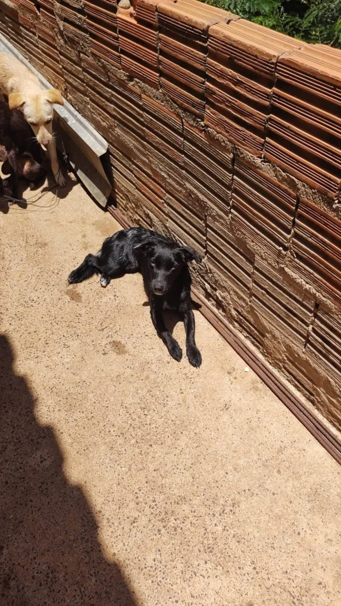 Cachorro ra a SRD-ViraLata idade 1 ano nome Lua