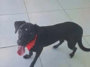 Cachorro raça SRD-ViraLata idade 1 ano nome Rosinha