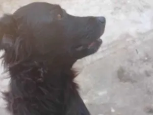 Cachorro raça SRD-ViraLata idade 3 anos nome Afonso