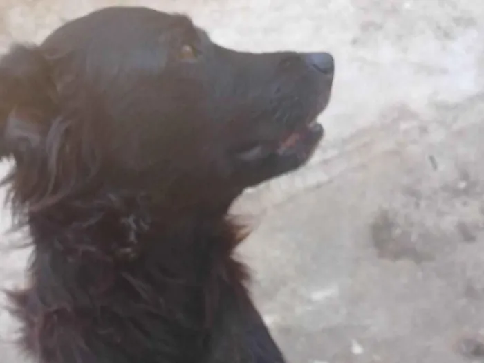 Cachorro ra a SRD-ViraLata idade 3 anos nome Afonso