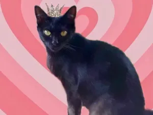 Gato raça SRD-ViraLata idade 1 ano nome Peta