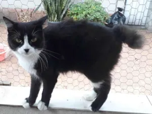 Gato raça SRD-ViraLata idade 1 ano nome Cotoco lindo pelo longo 