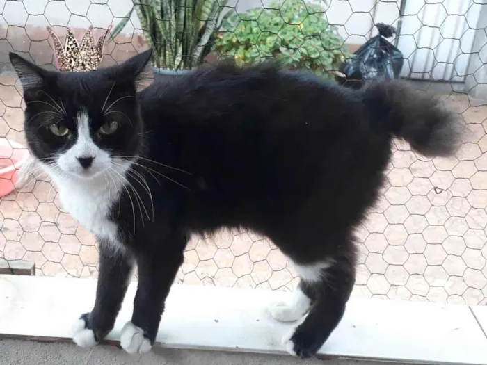 Gato ra a SRD-ViraLata idade 1 ano nome Cotoco lindo pelo longo 