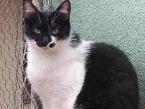 Gato raça SRD-ViraLata idade 2 anos nome Sarah Linda 