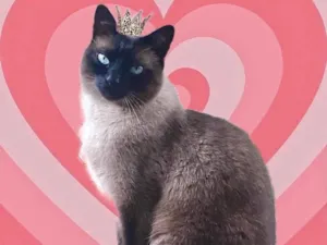 Gato raça SRD-ViraLata idade 2 anos nome Nick 
