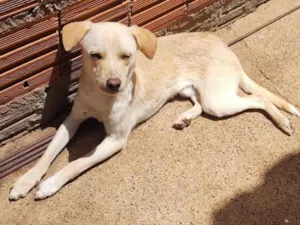 Cachorro raça SRD-ViraLata idade 1 ano nome Zeus