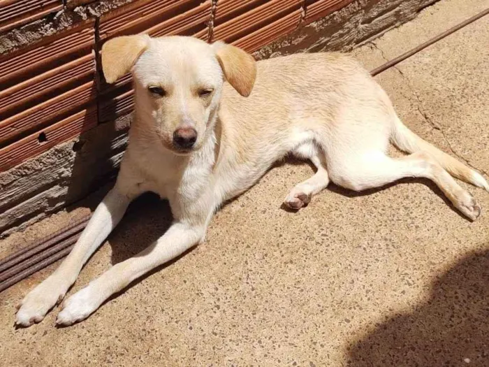 Cachorro ra a SRD-ViraLata idade 1 ano nome Zeus