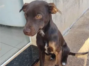 Cachorro raça SRD-ViraLata idade 1 ano nome Didi