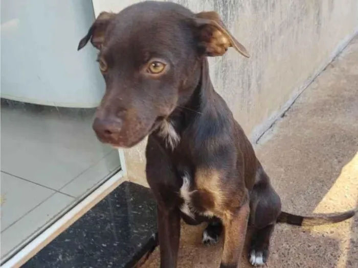 Cachorro ra a SRD-ViraLata idade 1 ano nome Didi