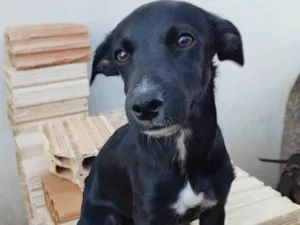 Cachorro raça SRD-ViraLata idade 1 ano nome Lua