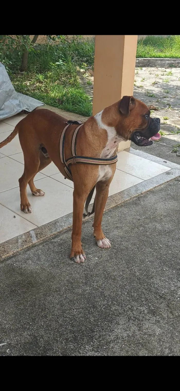 Cachorro ra a SRD-ViraLata idade 3 anos nome Brutus