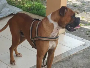 Cachorro raça SRD-ViraLata idade 3 anos nome Brutus