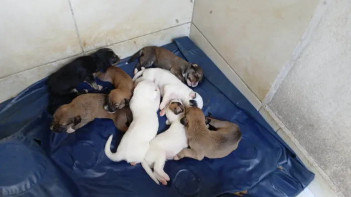 Cachorro ra a Labrador idade Abaixo de 2 meses nome Filhotes 