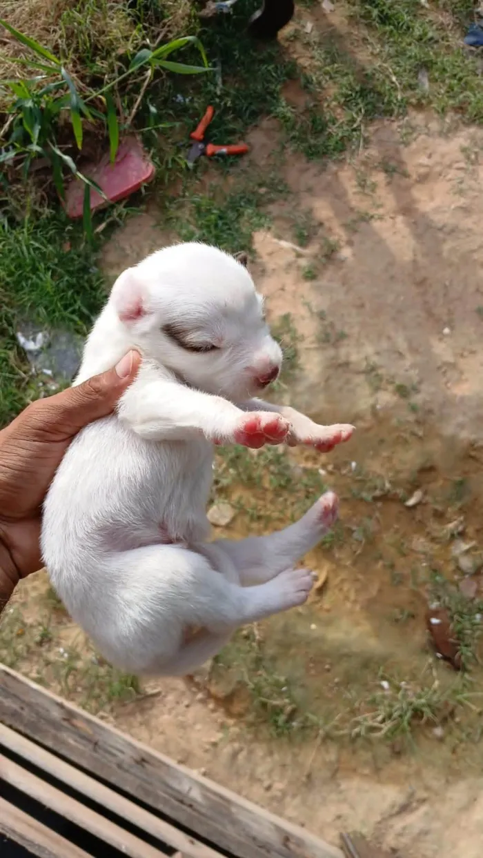 Cachorro ra a Labrador idade Abaixo de 2 meses nome Filhotes 