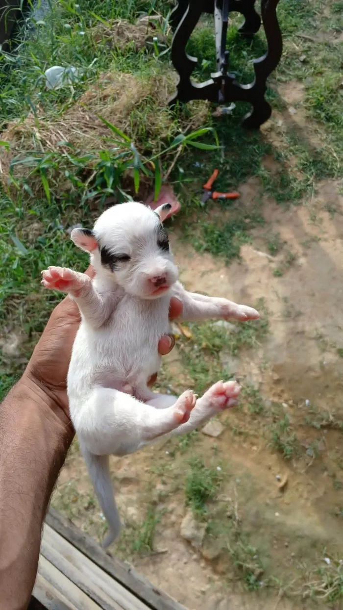 Cachorro ra a Labrador idade Abaixo de 2 meses nome Filhotes 