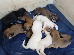 Cachorro raça Labrador idade Abaixo de 2 meses nome Filhotes 