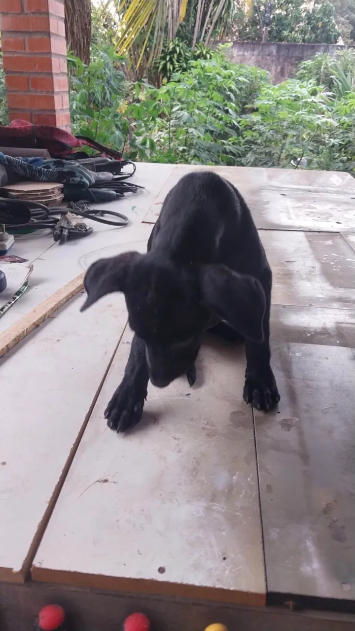 Cachorro ra a Rottweiler idade 2 a 6 meses nome Athenas