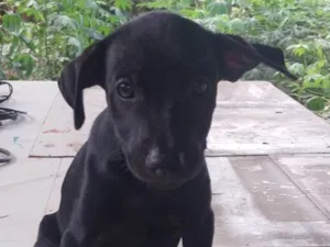 Cachorro raça Rottweiler idade 2 a 6 meses nome Athenas