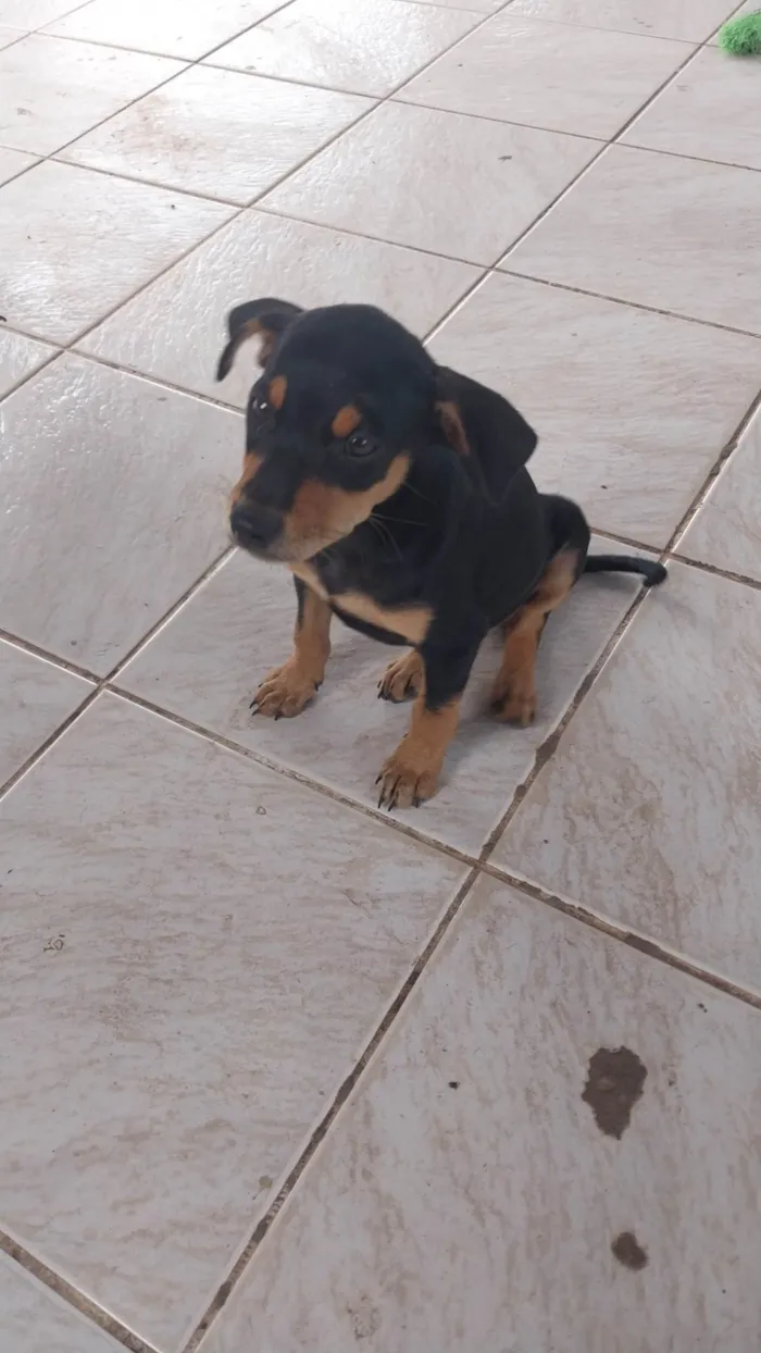 Cachorro ra a Rottweiler idade 2 a 6 meses nome Apolo 