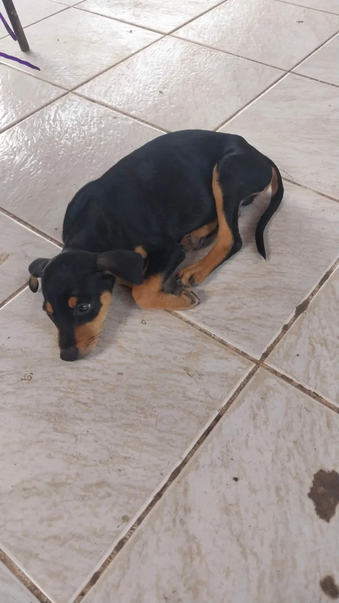 Cachorro ra a Rottweiler idade 2 a 6 meses nome Apolo 