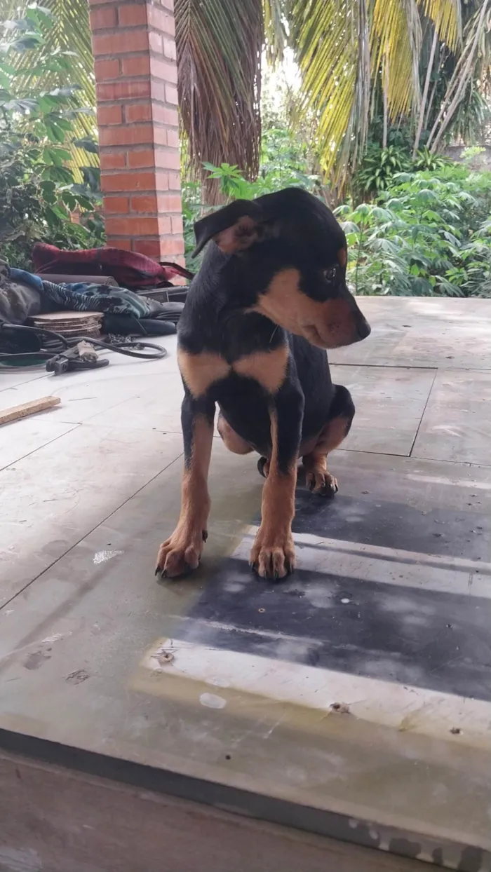 Cachorro ra a Rottweiler idade 2 a 6 meses nome Apolo 