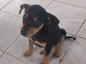 Cachorro raça Rottweiler idade 2 a 6 meses nome Apolo 