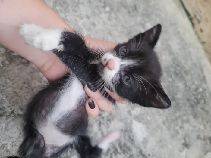 Gato ra a SRD-ViraLata idade 2 a 6 meses nome Sem nome