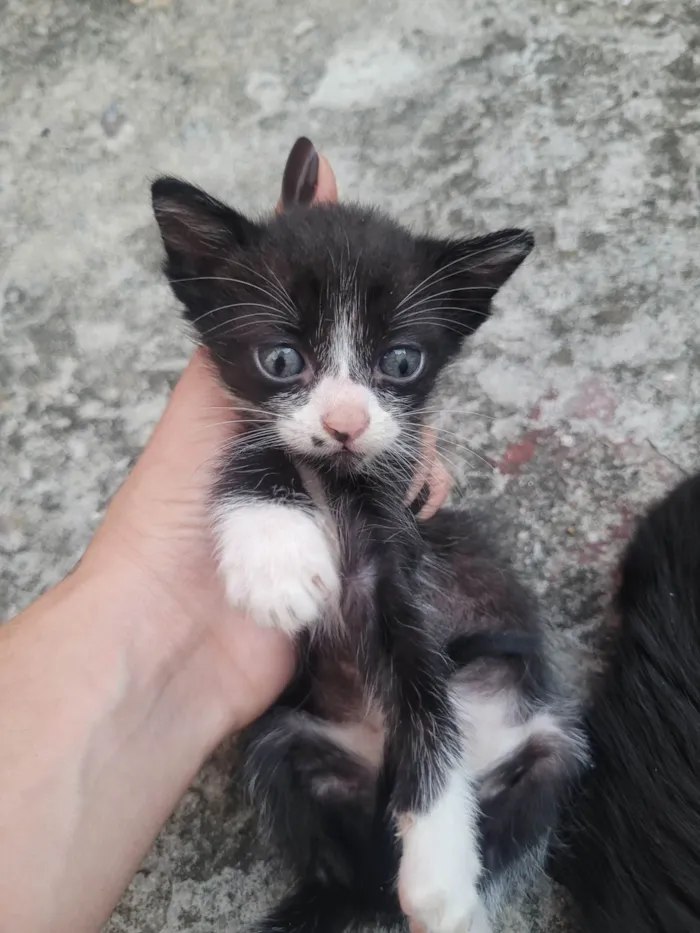 Gato ra a SRD-ViraLata idade 2 a 6 meses nome Sem nome