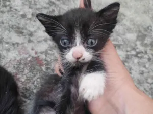 Gato raça SRD-ViraLata idade 2 a 6 meses nome Sem nome