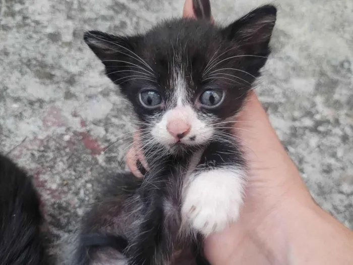 Gato ra a SRD-ViraLata idade 2 a 6 meses nome Sem nome