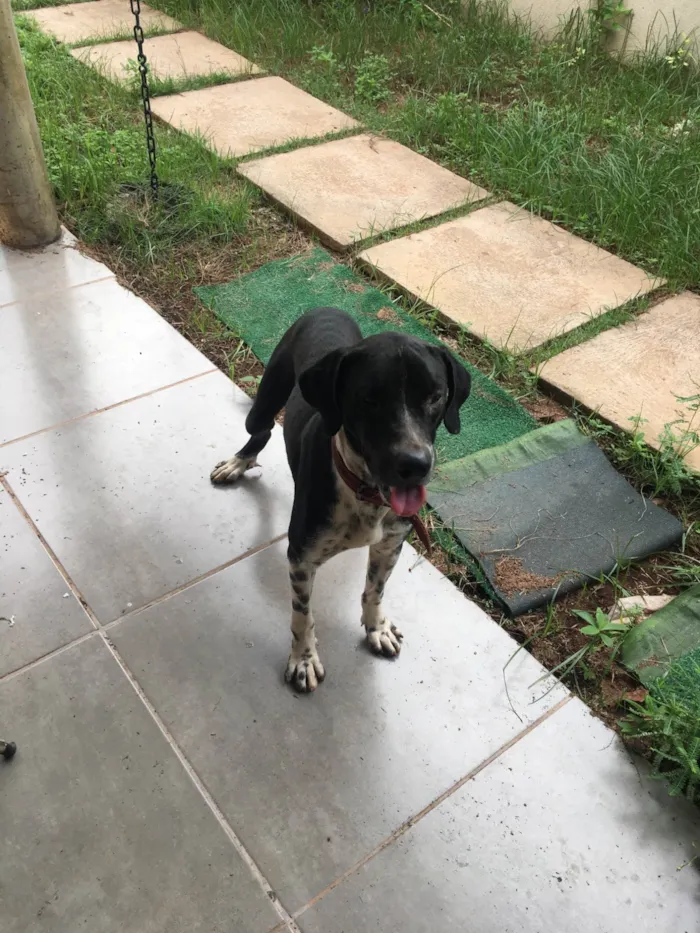 Cachorro ra a SRD-ViraLata idade 1 ano nome Preto