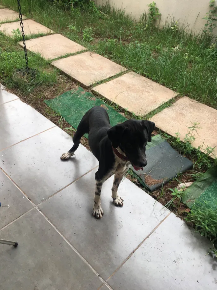 Cachorro ra a SRD-ViraLata idade 1 ano nome Preto