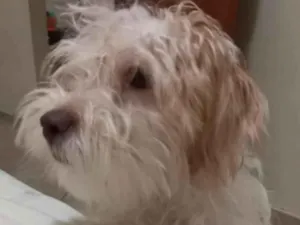 Cachorro raça Shitzu idade 2 a 6 meses nome Theo