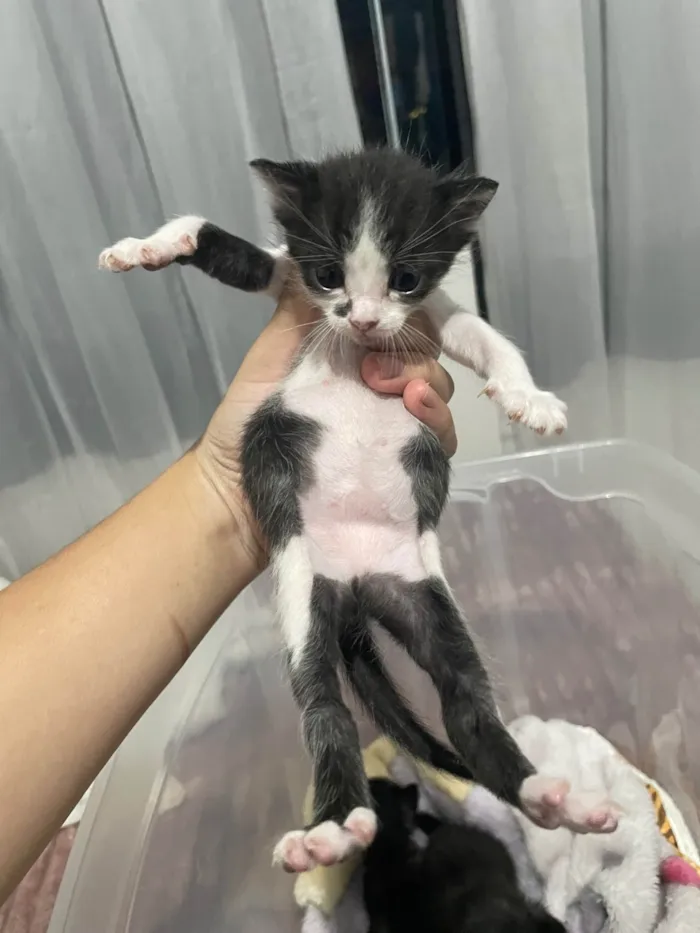 Gato ra a SRD-ViraLata idade Abaixo de 2 meses nome FILHOTES GATINHOS