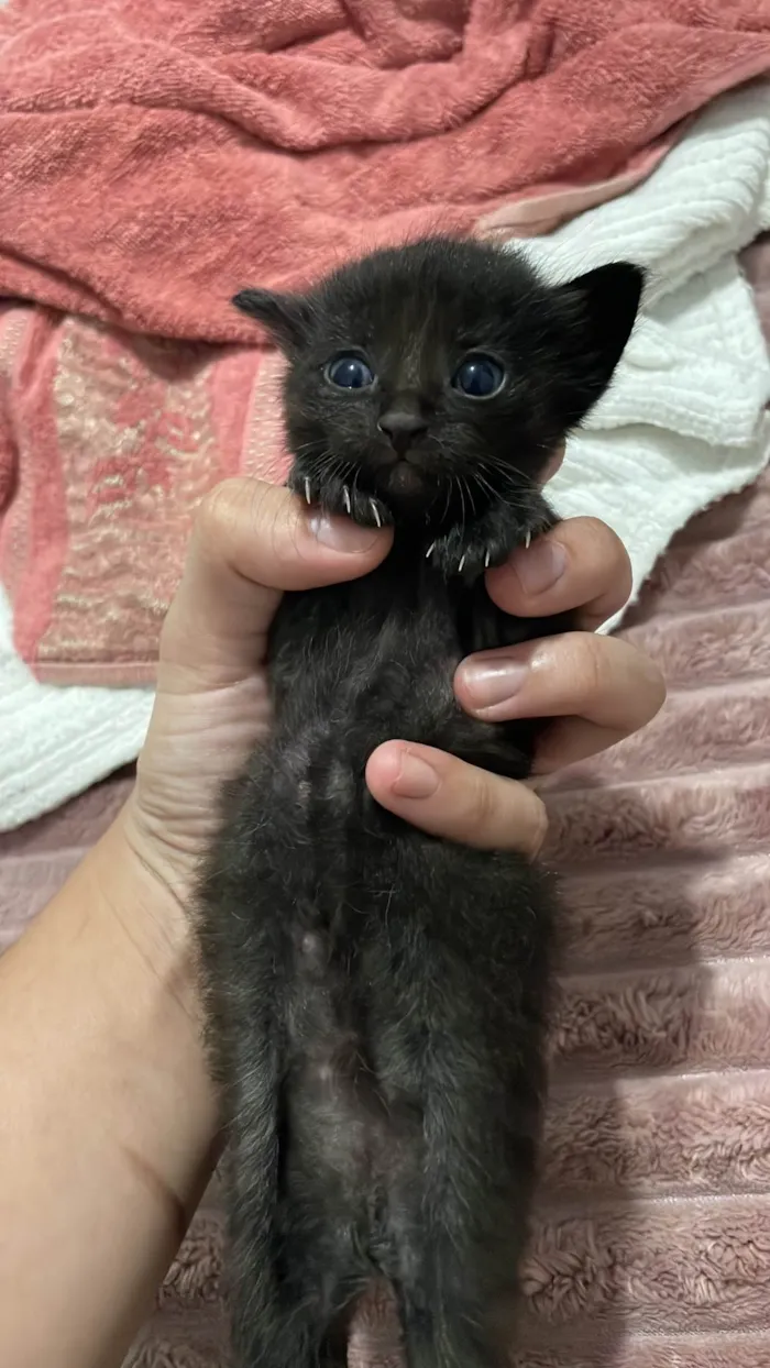 Gato ra a SRD-ViraLata idade Abaixo de 2 meses nome FILHOTES GATINHOS