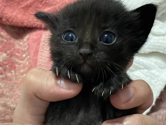 Gato ra a SRD-ViraLata idade Abaixo de 2 meses nome FILHOTES GATINHOS