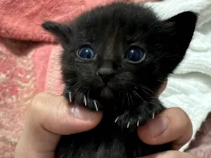 Gato raça SRD-ViraLata idade Abaixo de 2 meses nome FILHOTES GATINHOS