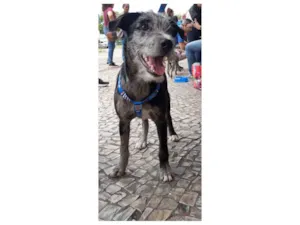 Cachorro raça SRD-ViraLata idade 2 a 6 meses nome Juca