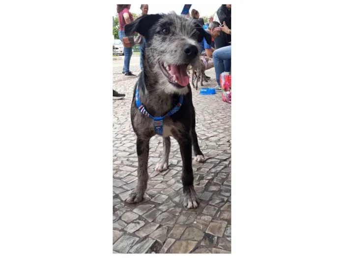 Cachorro ra a SRD-ViraLata idade 2 a 6 meses nome Juca