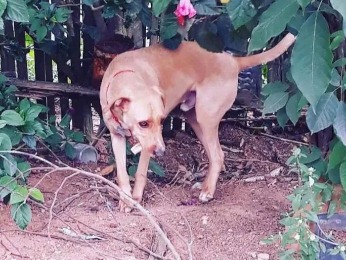 Cachorro ra a SRD-ViraLata idade 6 ou mais anos nome Marley 