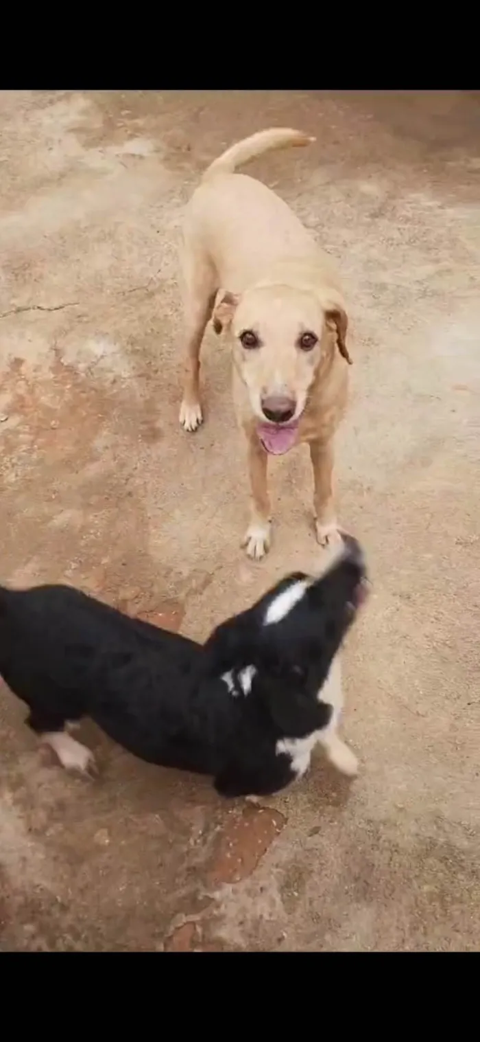 Cachorro ra a SRD-ViraLata idade 6 ou mais anos nome Marley 