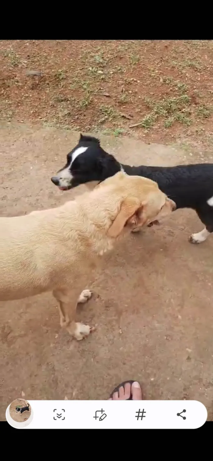 Cachorro ra a SRD-ViraLata idade 6 ou mais anos nome Marley 