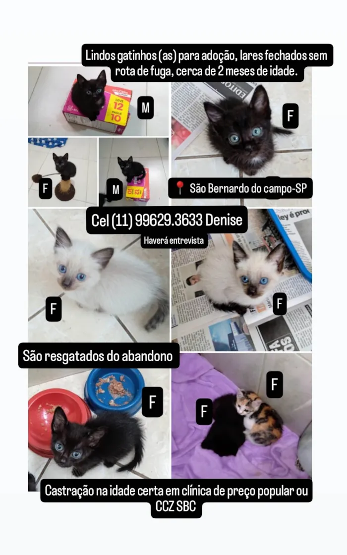 Gato ra a SRD-ViraLata idade Abaixo de 2 meses nome Filhotes de gatinhos 60 dias 