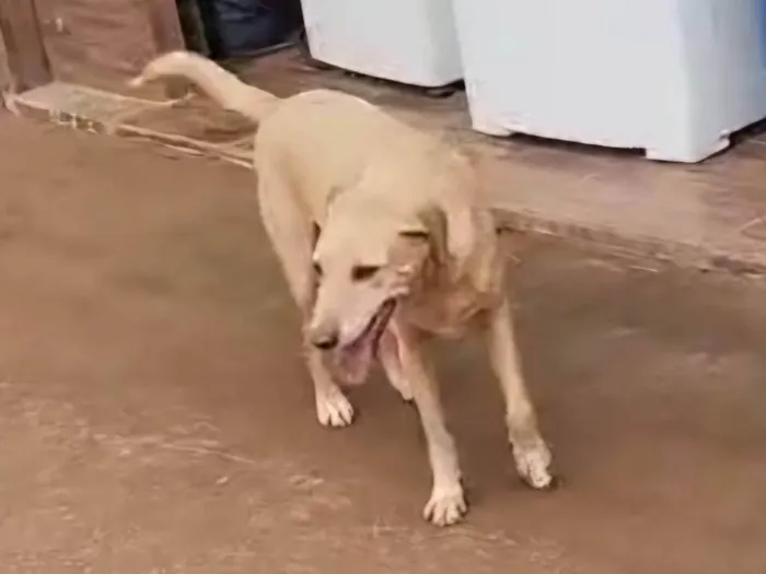 Cachorro ra a SRD-ViraLata idade 6 ou mais anos nome Marley 