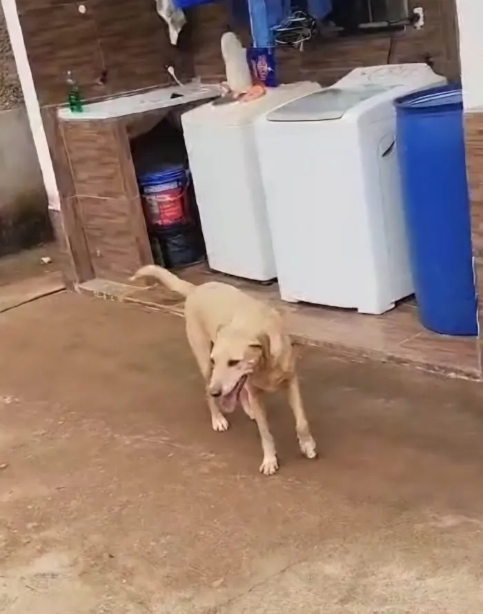 Cachorro ra a SRD-ViraLata idade 6 ou mais anos nome Marley 