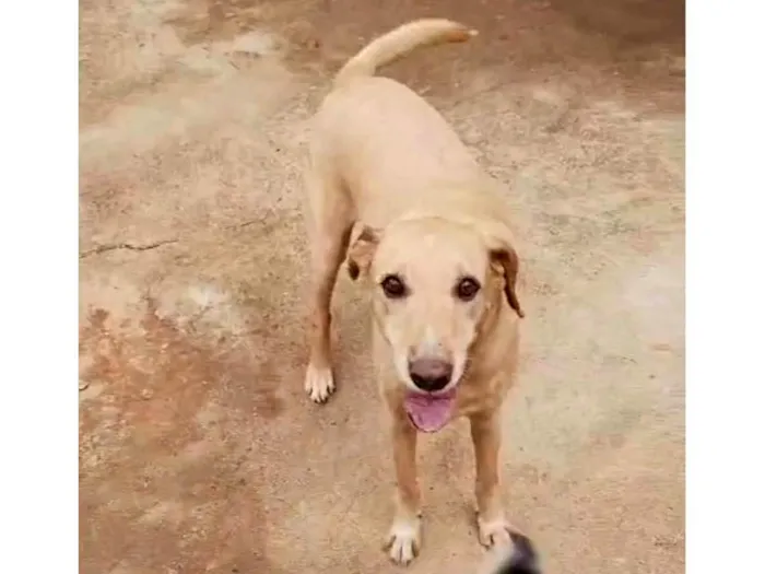 Cachorro ra a SRD-ViraLata idade 6 ou mais anos nome Marley 